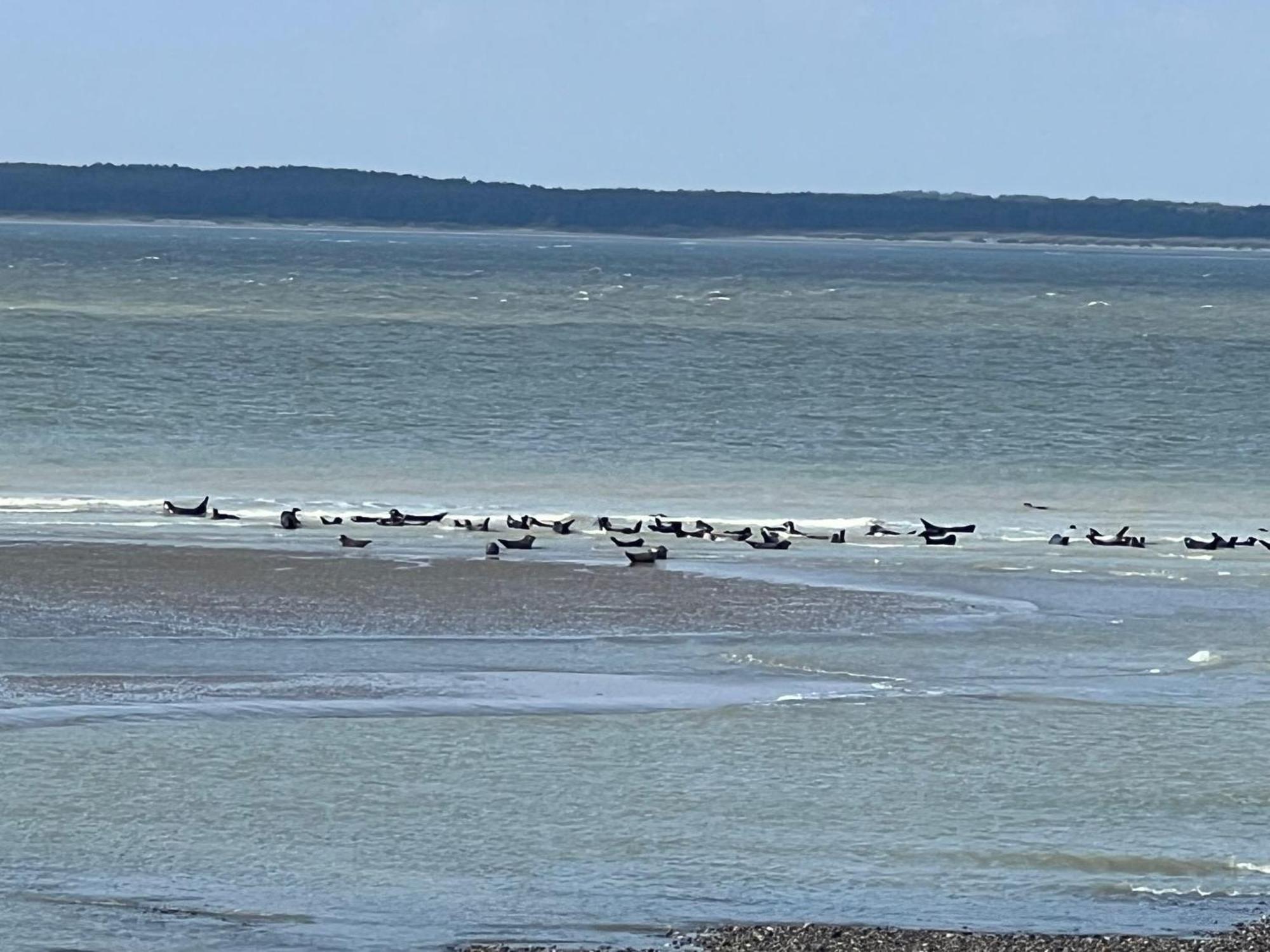 Plage A 50M Appartement Reves De Mer Villa Les Bains De Mers Eksteriør billede