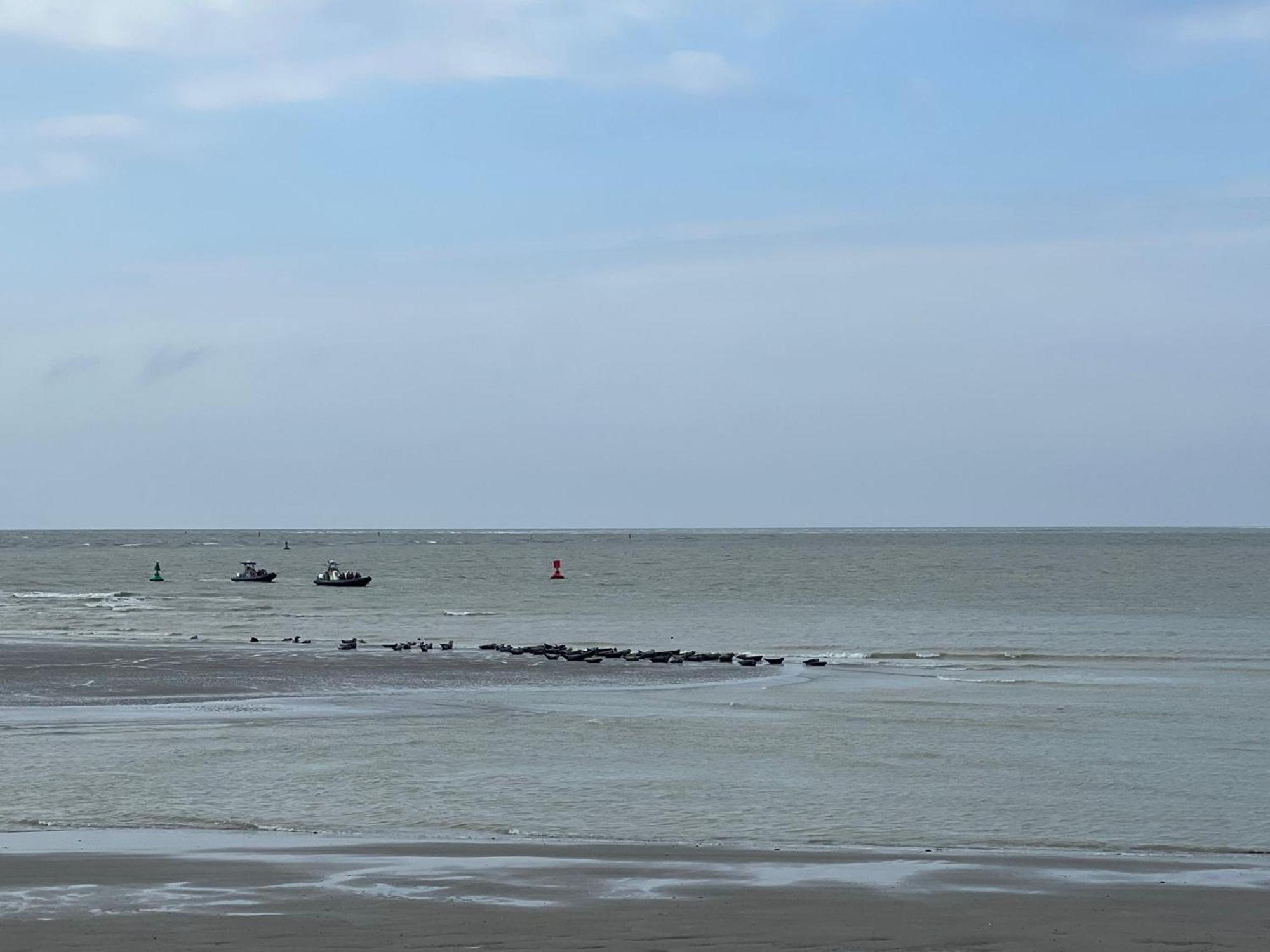 Plage A 50M Appartement Reves De Mer Villa Les Bains De Mers Eksteriør billede